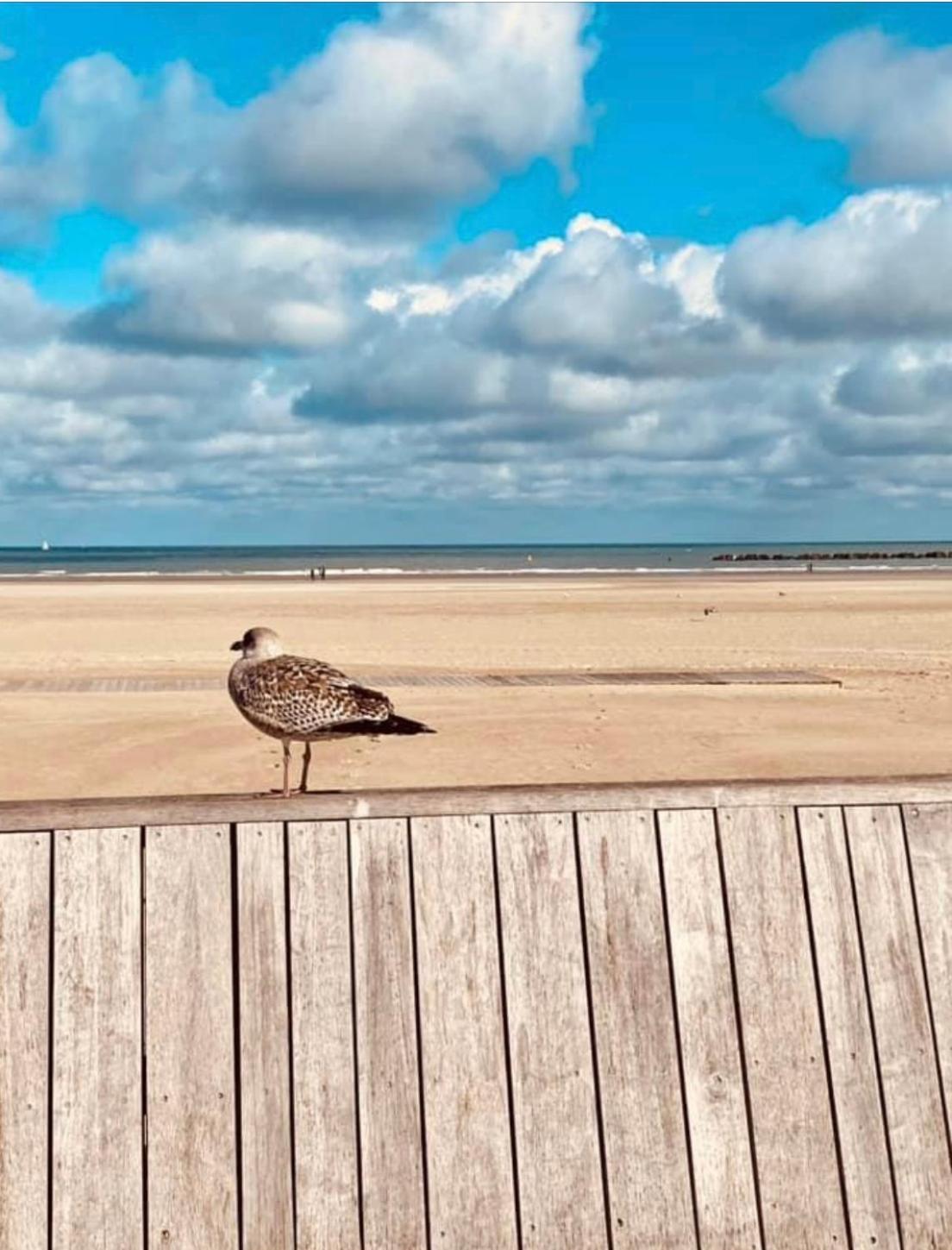 Appartement Sur La Plage De Malo Les Bains Vue Mer Dunkirk ภายนอก รูปภาพ